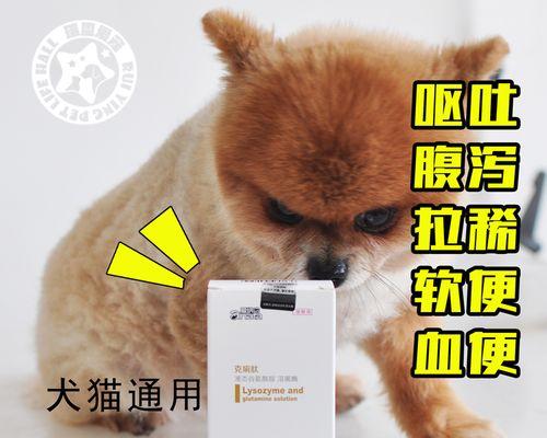 成犬拉稀便血，怎么办（宠物拉稀便血常见原因和治疗方法）