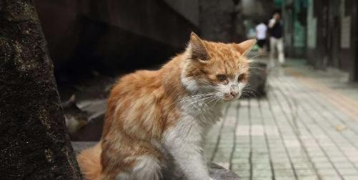 大流浪猫（揭露流浪猫宠物化的危害）