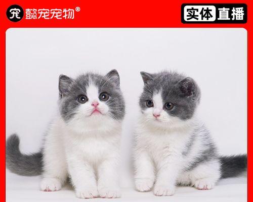 以大猫吃小猫真的会留下头吗（探究宠物中的食肉动物吃同类现象）