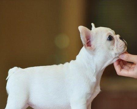 探究以法斗犬战斗力如何（从宠物角度出发）