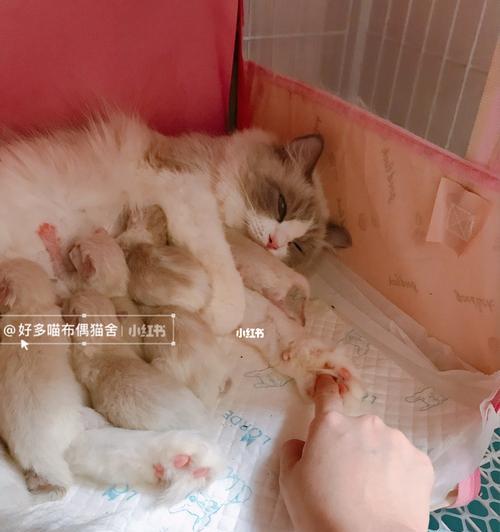 如何判断刚出生小猫是否脱水（教你如何准确判断新生小猫脱水情况）