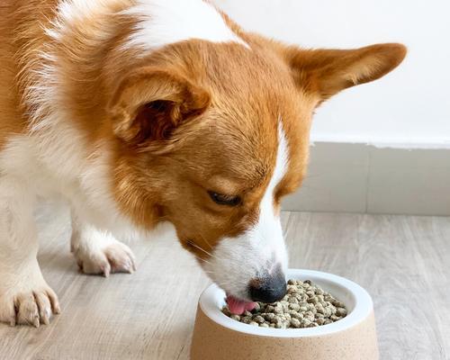 狗狗只吃蛋黄，好吗（宠物饮食健康的重要性和蛋黄营养成分解析）