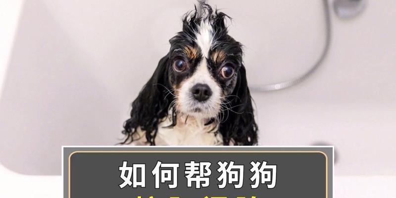 如何给狗狗挤臭腺（全面指导）