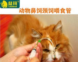 给猫咪打针的技巧（掌握方法）