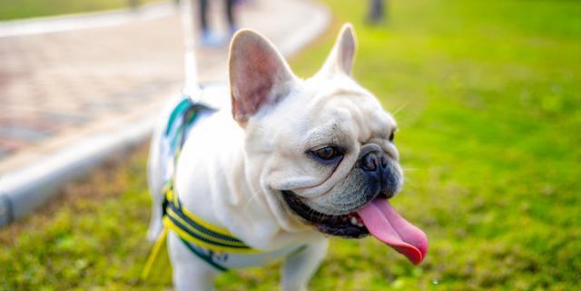 从家里养狗的角度，选择适合的宠物犬品种（以家庭条件和喜好为基础）