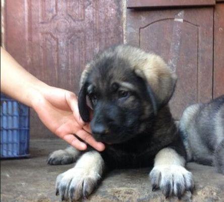 以昆明犬为伴多年，了解这些让你轻松养狗（揭秘昆明犬的繁殖特点与营养需求）