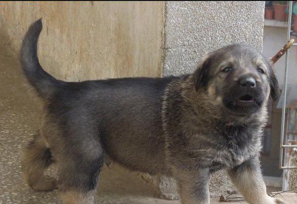 如何选购健康可爱的昆明犬小狗（选购昆明犬小狗的注意事项和技巧）