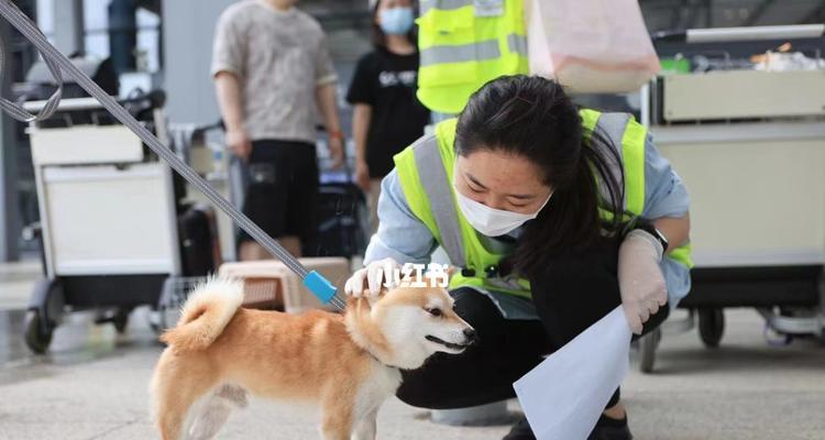 狗狗搭乘空运航班抵达新家（细节揭秘宠物空运之旅）