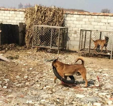 如何治疗宠物马犬得细小病毒（宠物健康必知的细节）