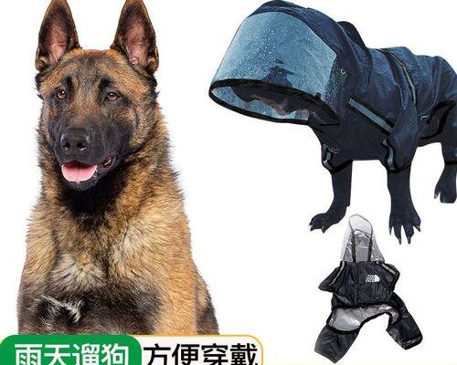 如何查询以马犬证书（轻松了解证书查询方法）