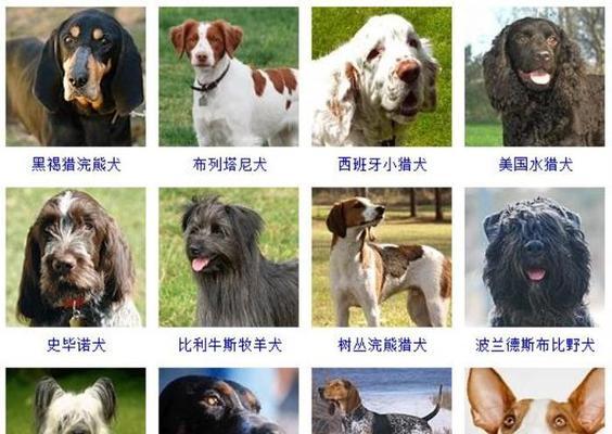 预测未来的犬种（探寻宠物市场的潮流趋势）