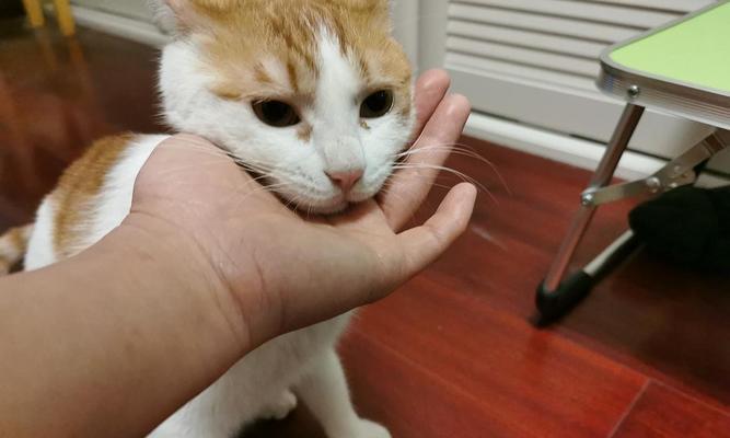 关于宠物猫咪挠人的原因及解决方法（探究宠物猫咪挠人的原因）