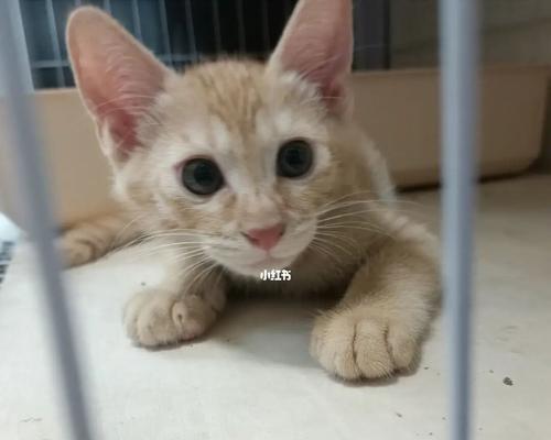 如何保护宠物猫不受寄生虫侵扰（以满月小猫为例）