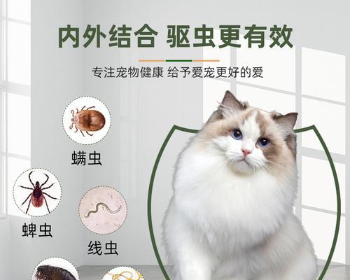 满月小猫有跳蚤吗（探寻宠物跳蚤繁殖与预防方法）