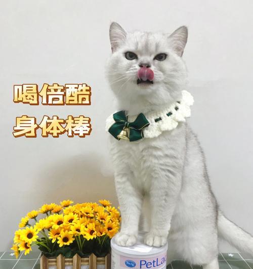 猫奶粉危害大，小心饲养（保护你的宠物猫）