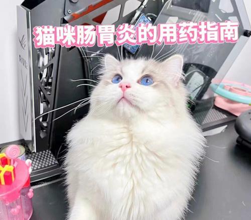 猫肠胃炎的症状及治疗方法（了解宠物猫肠胃炎的常见症状和诊断方法）