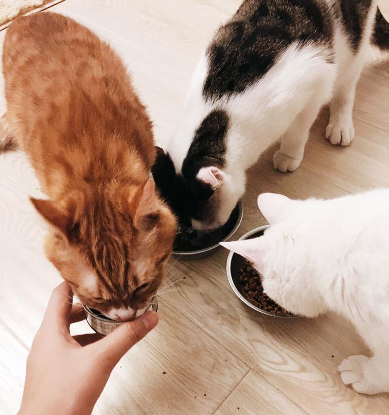 如何防止宠物猫过度进食（掌握正确的喂食时间和方式）