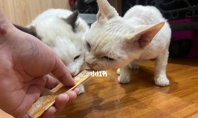 如何防止宠物猫过度进食（掌握正确的喂食时间和方式）