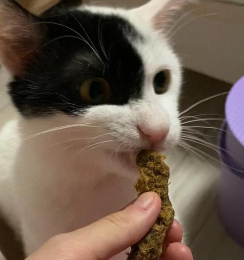 宠物猫的饮食习惯探究（猫能吃牛肉还能吃什么）