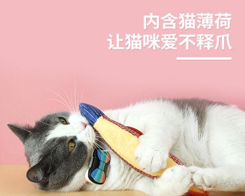 猫咪肾病的饮食调理（以宠物为主）