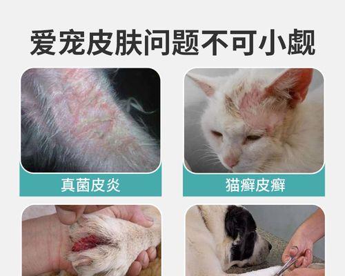 宠物猫得螨虫怎么办（用什么药治疗猫螨虫）