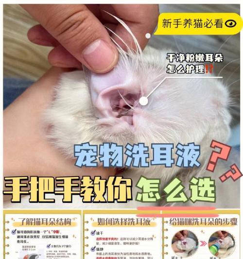 猫耳道增生综合治疗方案（以宠物为主的治疗方法）