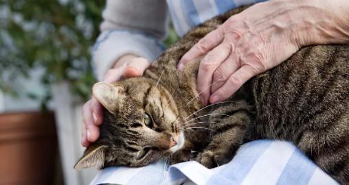 如何帮助宠物猫缓解低烧（猫咪发低烧该如何治疗）