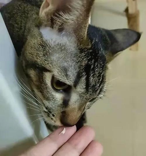 宠物猫掉牙怎么办（猫啃牙掉了）