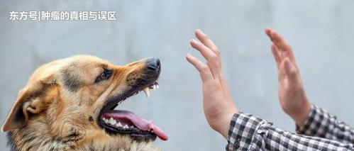 养猫犬，如何预防狂犬病（宠物狂犬病的危害及预防方法）