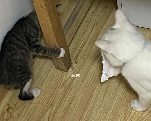 宠物猫乱抓东西怎么办（教你如何训练宠物猫不乱抓家具）