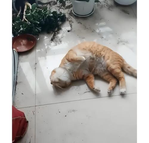 宠物猫乱抓东西怎么办（教你如何训练宠物猫不乱抓家具）