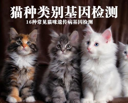 宠物猫猫体检必须知道的事项（了解猫猫体检）