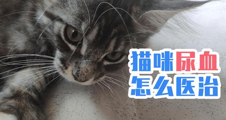 猫猫血尿，原因与治疗方法详解（宠物猫的健康问题）