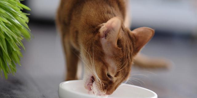 揭秘猫咪排便的“神秘”世界（了解猫咪排便的正常情况）