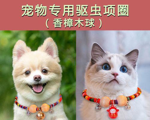 宠物猫生了猫虱，该如何处理（小心！猫虱不仅危害宠物健康）