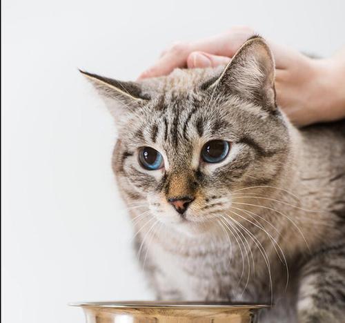 猫咪产后饮食大揭秘（以猫生完吃什么猫粮为主）