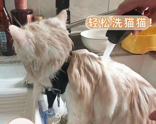 养猫人必读（保护母猫和小猫健康）