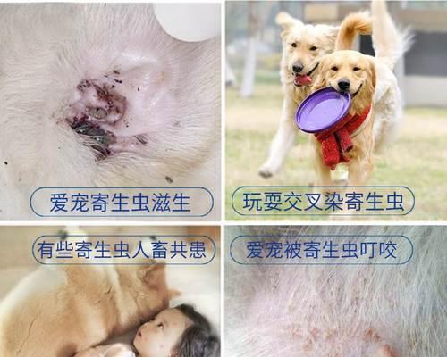 猫咪的驱虫时间、方法与注意事项（猫咪的驱虫时间）