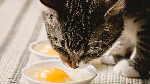 探秘猫为何爱吃生牛肉（揭秘猫咪肉食习性）