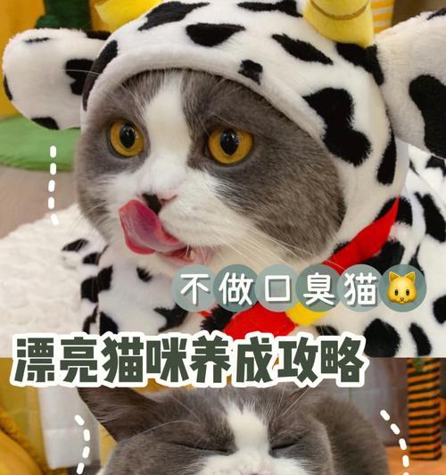 如何让宠物猫更喜欢使用厕所（以猫的天性来理解）