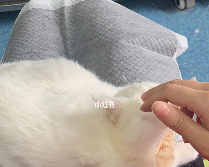 猫细小病毒，喂养管理不可掉以轻心