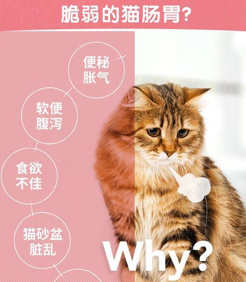 怎样处理猫的严重便秘问题（从宠物健康）