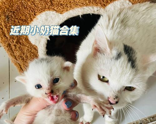 猫咪出生，该喝什么奶（揭秘猫咪奶类知识）