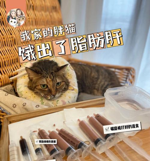 猫脂肪肝治疗药物推荐（宠物健康之道）