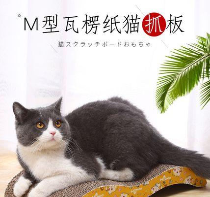 解决猫爪子太尖的方法（宠物猫的护理技巧）