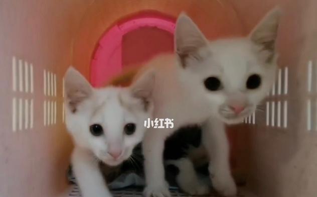 如何科学地人工喂养小猫仔（宠物猫仔的成长离不开正确的喂养方法）