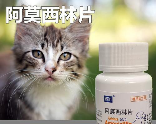 猫咪打完消炎药需要注意的事项（让宠物健康快乐的关键）