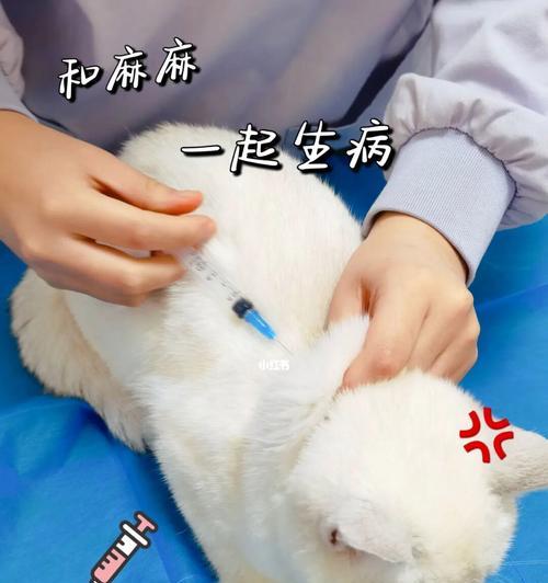 猫咪打针详解（了解猫咪接种必备知识）