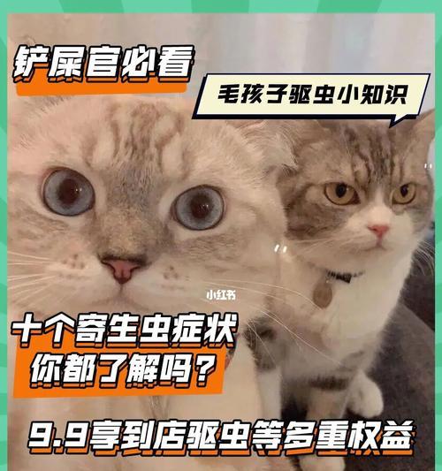 宠物猫咪寄生虫病的防治方法（了解猫咪寄生虫病）