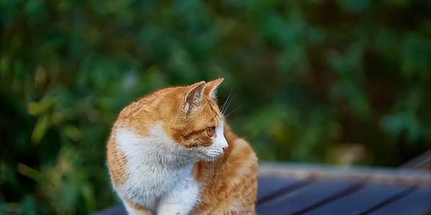 猫咪寿命究竟有多长（探讨宠物猫咪的生命长短及其影响因素）